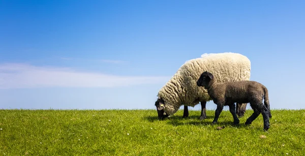 Πρόβατα σε ένα ανάχωμα στη Βόρεια θάλασσα στην Γερμανία — Φωτογραφία Αρχείου