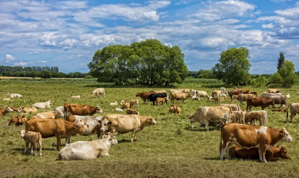 Krávy na pastvině v Německu — Stock fotografie