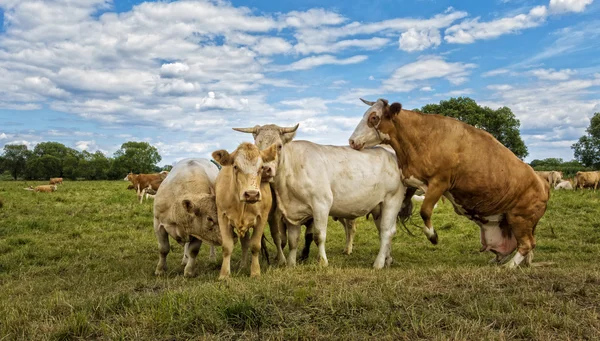 Krávy na pastvině v Německu — Stock fotografie