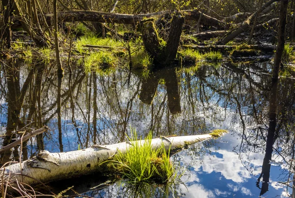 Um tronco de bétula localizado em uma lagoa — Fotografia de Stock