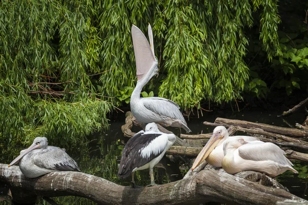 Pelikan büyük namlu ile — Stok fotoğraf