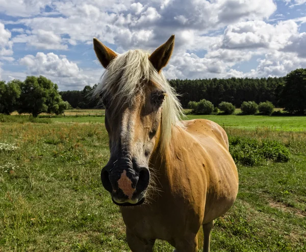 Hnědý kůň na louce v Braniborsku — Stock fotografie