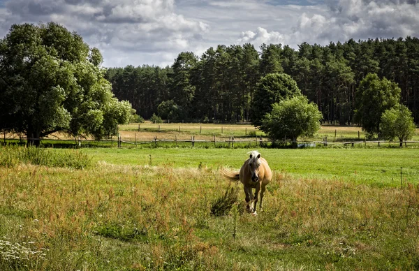 Un caballo marrón en un prado en Brandeburgo — Foto de Stock