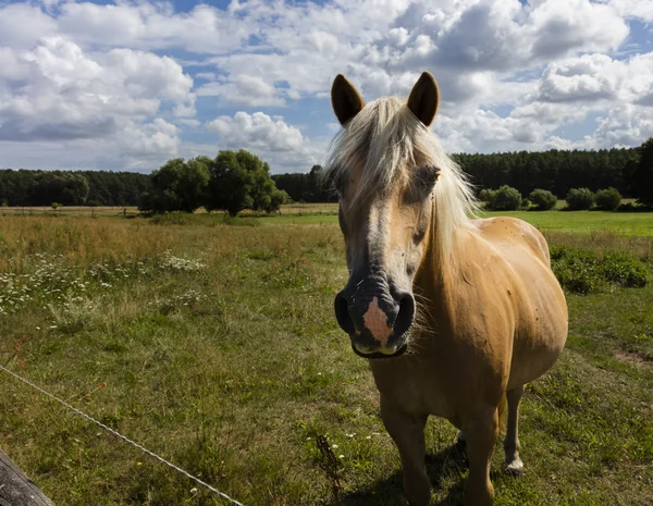 Kahverengi bir at Brandenburg bir çayırda — Stok fotoğraf