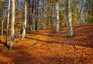 Kayın ormanının zemininde sonbahar yaprakları
