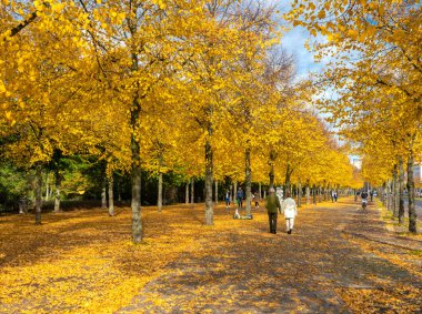 Ekim 2020 'de Potsdmaer Platz çevresindeki Berlin parklarında ve caddelerinde sonbahar yaprakları ve sonbahar ağaçları