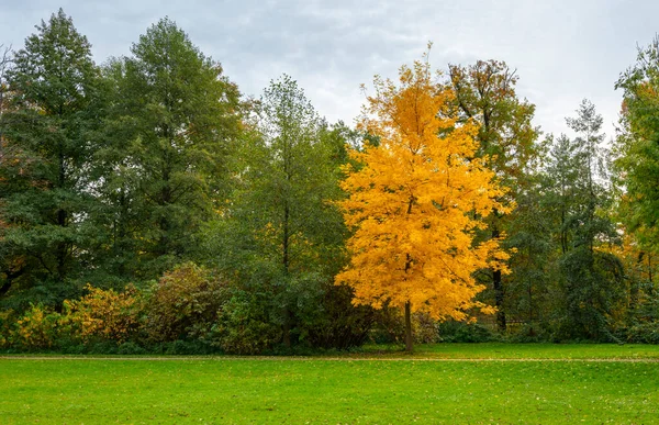 Fogliame Autunnale Alberi Autunnali Nei Parchi Nei Viali Berlino Intorno — Foto Stock