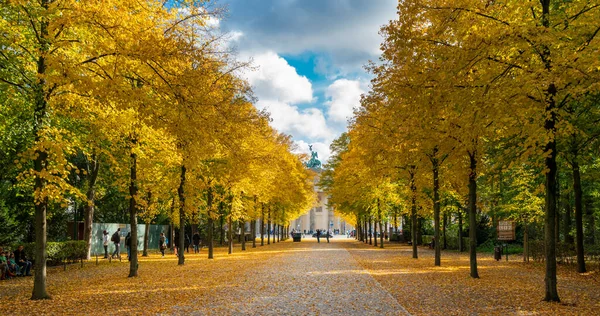 Herbstlaub Und Herbstbäume Den Berliner Parks Und Alleen Rund Den — Stockfoto