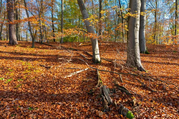 Foglie Autunnali Sul Pavimento Una Faggeta — Foto Stock