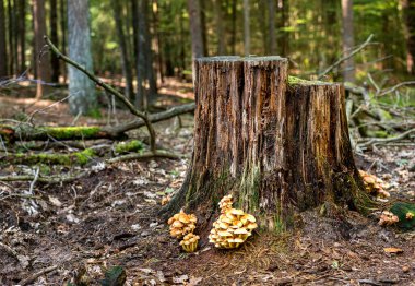 Ormanda ağaçlar ve bitkiler