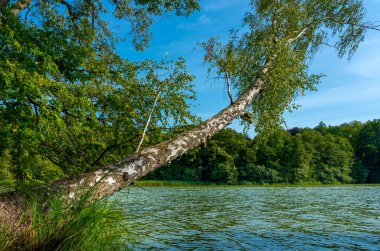 Almanya 'nın Brandenburg eyaletinde orman yolları ve küçük göller
