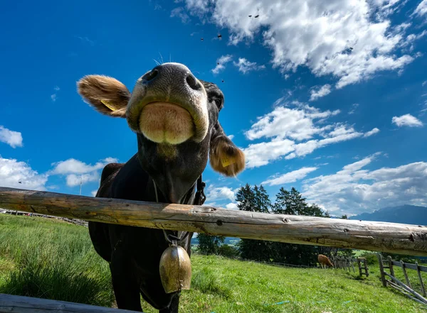 Kráva Horské Pastvině — Stock fotografie