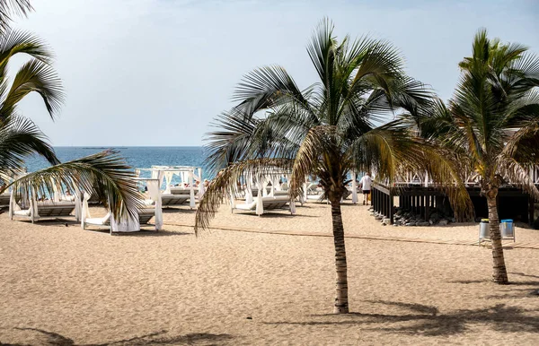 Palm Tree Beach Mallorca — Stock Photo, Image