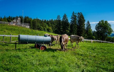 Landscape and animals in the Berchtesgadener Land, Bavaria