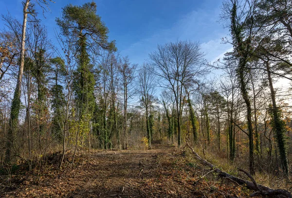 Bosque Despejado Las Afueras Berlín — Foto de Stock