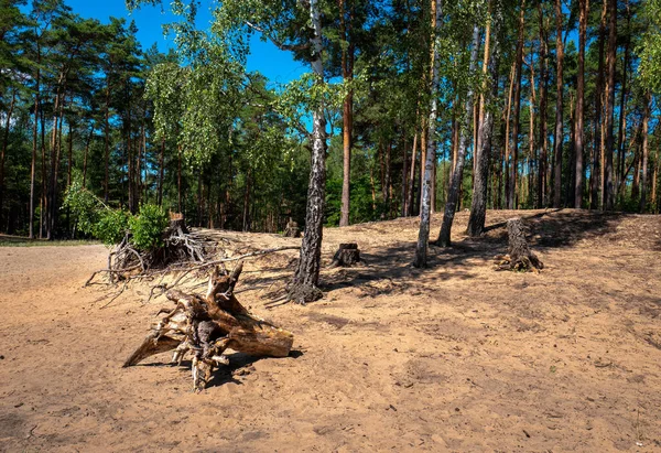 Zona Forestal Con Duna Arena Tronco Seco —  Fotos de Stock