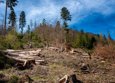 Almanya 'da temiz bir orman ve o