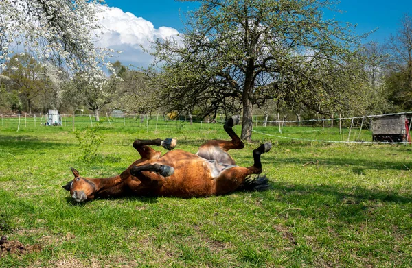 Koně Během Jízdy Ohradě — Stock fotografie