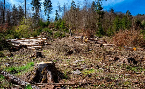 Bosque Despejado Alemania Hesse —  Fotos de Stock