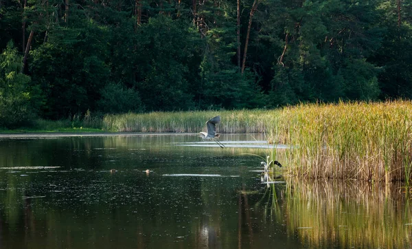 Garça Pequeno Lago Nos Arredores Berlin — Fotografia de Stock