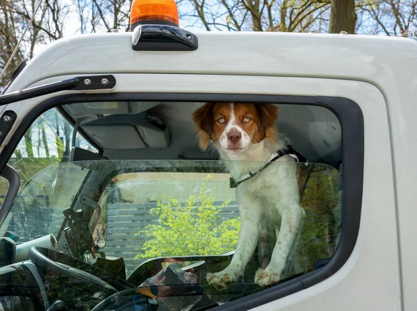 Pequeno Cão Senta Cabine Caminhão — Fotografia de Stock