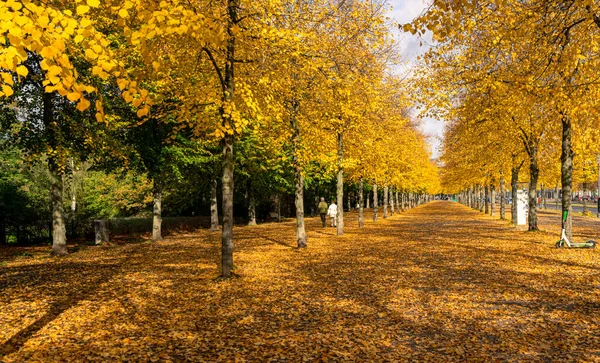 Árboles Otoño Con Follaje Amarillo Centro Berlín — Foto de Stock