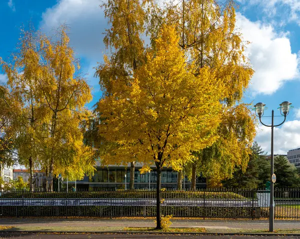 Herbstbäume Mit Gelbem Laub Der Berliner Innenstadt — Stockfoto