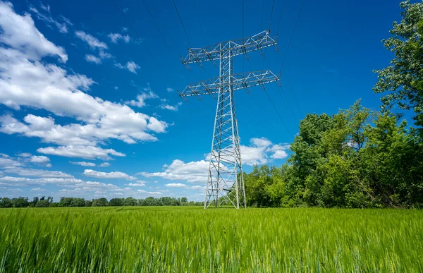 Palo Elettricità Campo Grano — Foto Stock