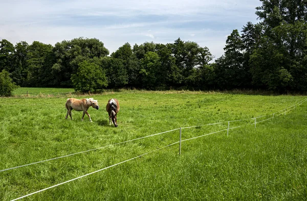 Лошади Лугу Ферме Гессен — стоковое фото