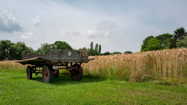 Cornfield Field Next Farm — Stock Photo, Image