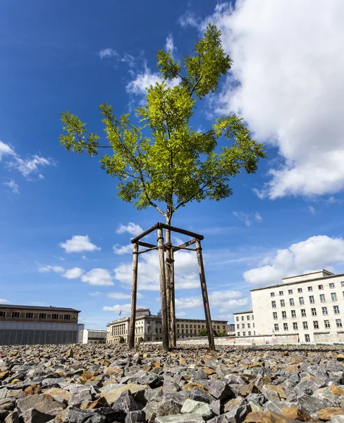 Newly planted tree — Stock Photo, Image