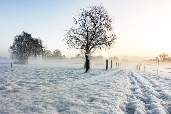 Morning sun in the Winter — Stock Photo, Image