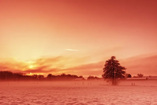 Sol da manhã no inverno — Fotografia de Stock