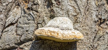 bir ağaç üzerinde mantar