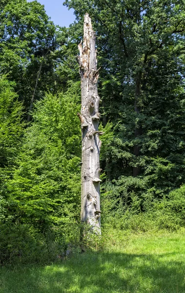 Baumstamm — Stockfoto