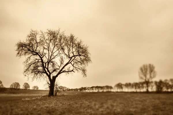 Alleen een boom — Stockfoto