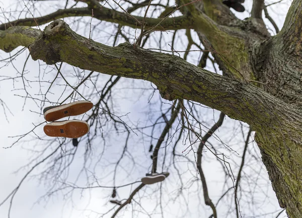 Sapatos na árvore — Fotografia de Stock