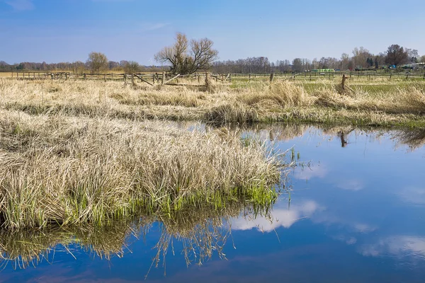 Feld und Wiese — Stockfoto