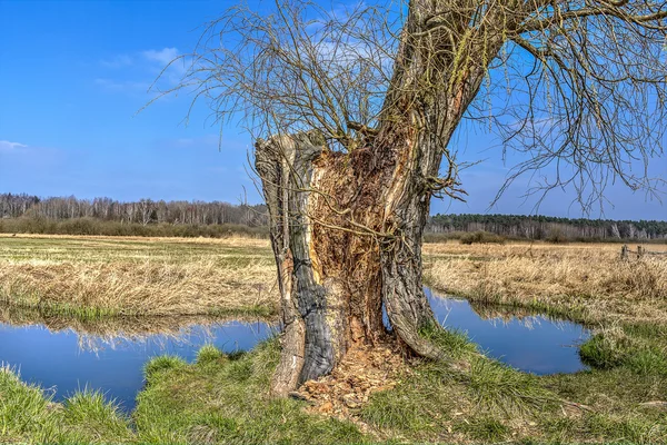 Campo e prato — Foto Stock