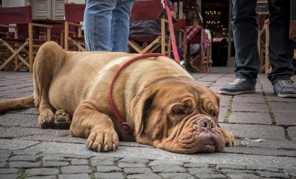 Skola — Stockfoto