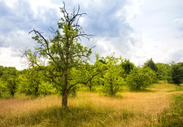 Alleen een boom — Stockfoto