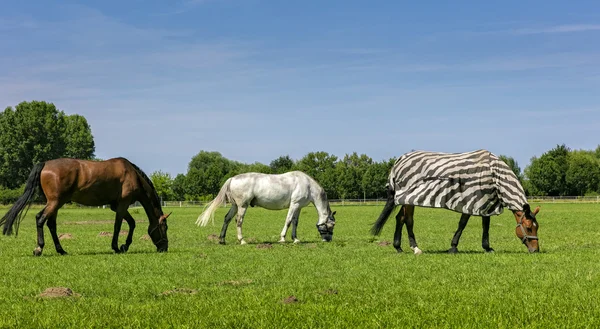 Pasoucí se koně v zelené pastviny — Stock fotografie