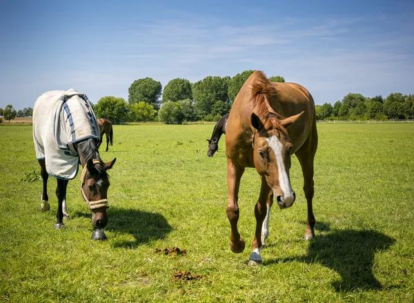 Cavalos em um pasto verde — Fotografia de Stock