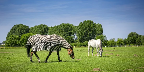 Grazing caballos en un pasto verde — Foto de Stock