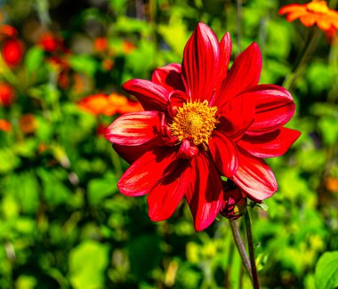 Red Dahlia, Jowey Orange, bir sonbahar bahçesinde çiçek açıyor, Berlin, Almanya