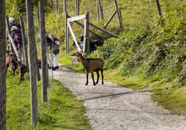 şehrin üzerinde bir dağda keçi çayıra