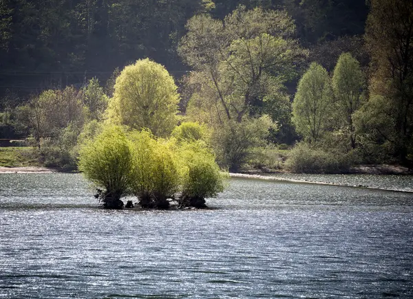 A tree in flood — Stock Photo, Image