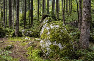 Waldstueck benim Hintersee