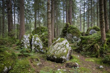 Waldstueck benim Hintersee