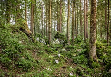 Peyzaj ve Bavyera ormanı